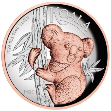 Australian Koala