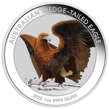 Australian Wedge-Tailed Eagle